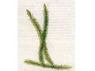 Плаун Годичный (Lycopodium annotinum L.)