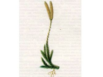 Плаун Булавовидный (Lycopodium clavatum L.)