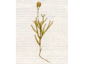Плаун Сплюснутый (Lycopodium complanatum L.)
