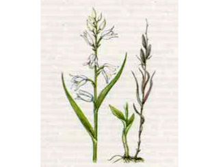 Пыльцеголовник Длиннолистный (Cephalanthera longifolia (L.) Fritsch)