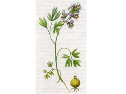 Хохлатка Плотная (Corydalis solida (L.) Clairv.)