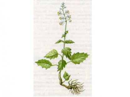 Двулепестник Средний (Circaea intermedia Ehrh)