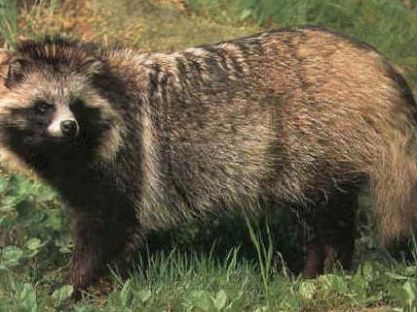 Енот, да не тот