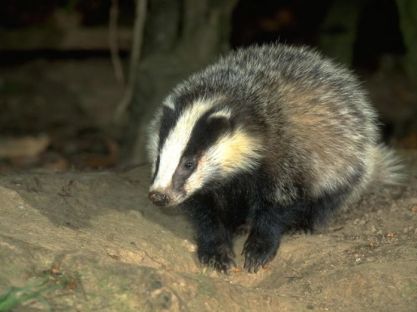 Четвероногие землекопы