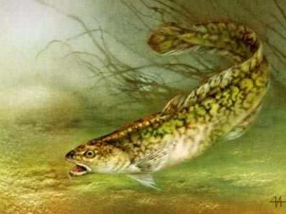 Поиски налима