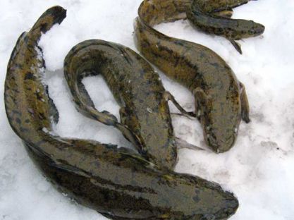 Ловля налимов