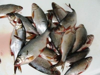 Осенняя ловля густеры