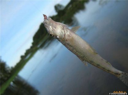 Ловля на пескаря