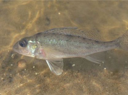 Ловля налима на ерша