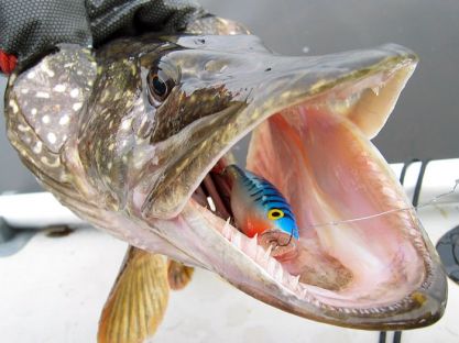 Выбор блесны для ловли щуки