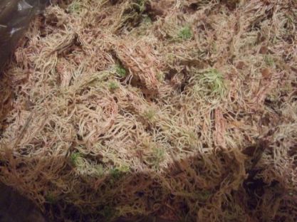 Правила хранения червей