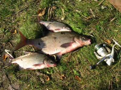 Секреты ловли леща