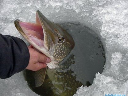 Подлёдная ловля щуки