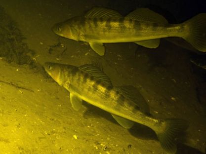 Весенняя ловля для начинающих