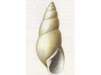 Прудовик Клавата (Lymnaea (Omphiscola) clavata (Westerlund, 1885))