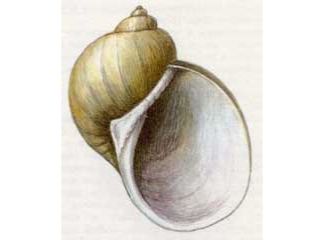 Прудовик Мукроната (Lymnaea (Peregriana) mucronata Held, 1836)