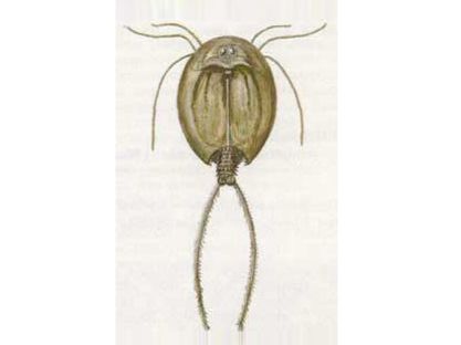 Щитень Канкриформес (Triops cancriformes Bosc, 1801)