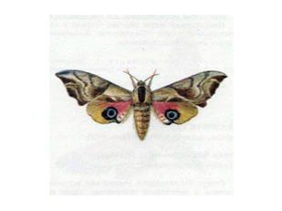 Бражник Глазчатый (Smerinthus ocellata Linnaeus, 1758)