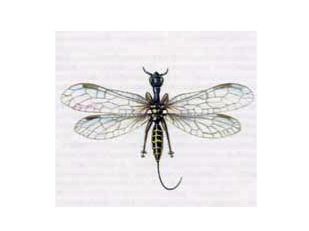 Безглазка Толстоусая (Inocellia crassicornis Schum.)