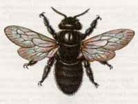 Пчела-Плотник (Xylocopa valga Gerstaecker, 1872)
