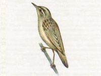 Камышовка Вертлявая (Acrocephalus paludicola Vieillot, 1817)