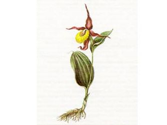 Башмачок Настоящий (Cypripedium calceolus L.)