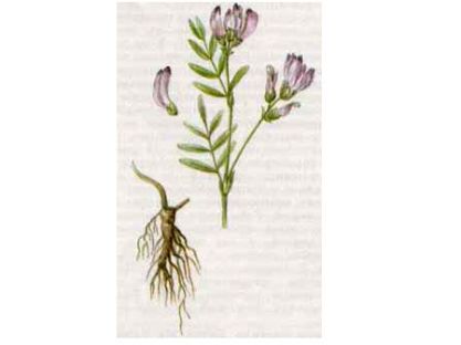 Астрагал Песчаный (Astragalus arenarius L.)