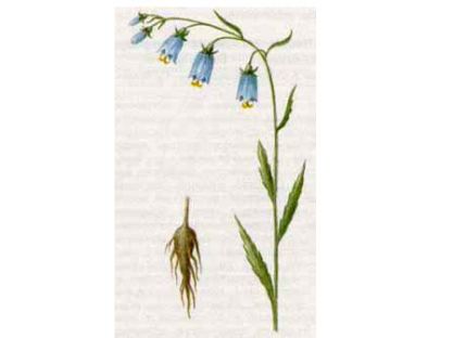 Бубенчик Лилиелистный (Adenophora lilifolia (L.) A.DC.)