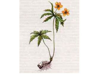 Ветреница Лютиковая (Anemone ranunculoides L.)