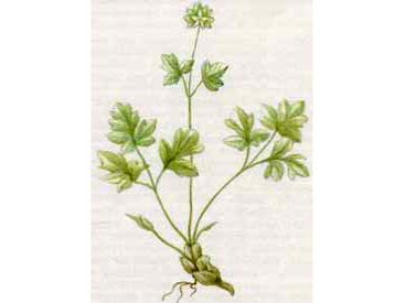 Адокса Мускусная (Adoxa moschatellina L.)