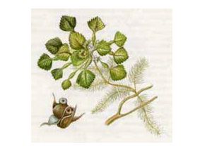 Рагульник Плавающий, или Орех Водяной, Чилим (Trapa natans L.)