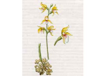 Ладьян Трехнадрезный (Corallorhiza trifida Chatel.)