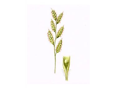 Коротконожка Перистая (Brachypodium pinnatum (L.) Beauv.)