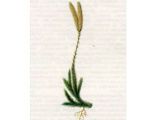 Плаун Булавовидный (Lycopodium clavatum L.)