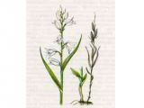 Пыльцеголовник Длиннолистный (Cephalanthera longifolia (L.) Fritsch)