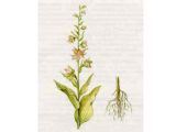 Дремлик Широколистный (Epipactis helleborine (L.) Crantz.)