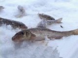 Зимняя ловля пескаря