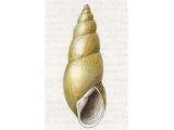 Прудовик Глабра (Lymnaea (Omphiscola) glabra (Miiller, 1774))