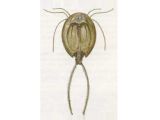 Щитень Канкриформес (Triops cancriformes Bosc, 1801)