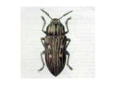 Златка Большая Сосновая (Buprestis mariana Linnaeus, 1758)