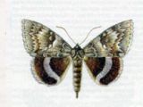 Лента Орденская Голубая (Catocala fraxini (Linnaeus, 1758))