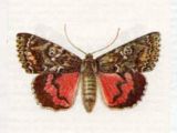 Лента Орденская Малиновая (Catocala sponsa (Linnaeus, 1767))