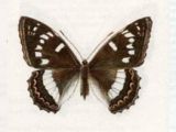 Ленточник Тополевый (Limenitis populi Linnaeus, 1758)