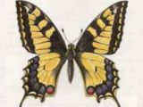 Махаон (Papilio machaon Linnaeus, 1758)