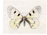 Мнемозина (Parnassius mnemosyne (Linnaeus, 1758))