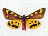 Медведица-Матрона (Pericallia matronula Linnaeus, 1758)