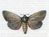 Древоточец Пахучий (Cossus cossus Linnaeus, 1758)