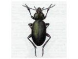 Жужелица Шагреневая (Carabus coriaceus Linnaeus, 1758)