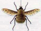 Жужжало Средний (Bombylius medius Linnaeus, 1758)