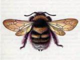 Шмель Красноватый (Bombus ruderatus (Fabricius, 1775))